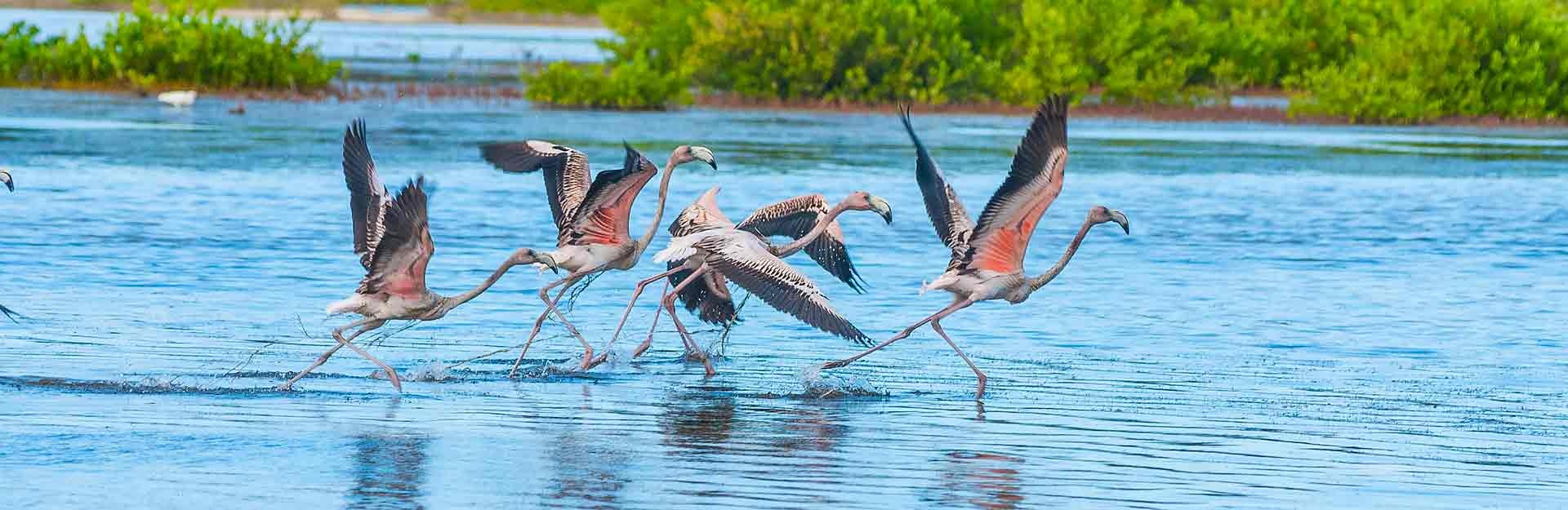 Flamencos Rosados. Cayo Santa María
